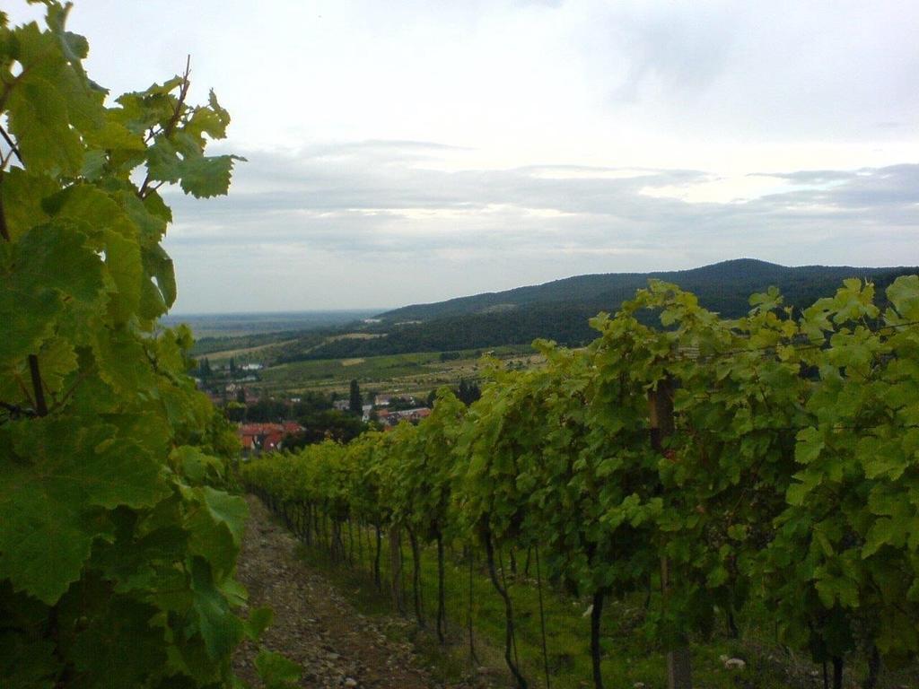 Villa Vinica Limbach Bagian luar foto