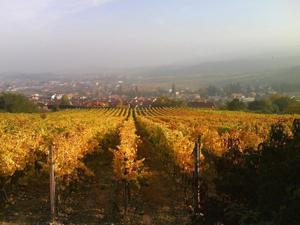 Villa Vinica Limbach Bagian luar foto